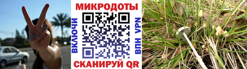 Купить  Аркадак  Псилоцибиновые грибы GOLDEN TEACHER 